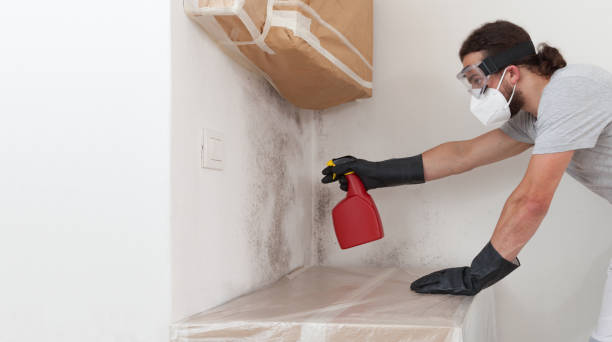 Professional Basement Mold Remediation technician working in Seminole, TX
