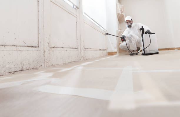 24/7 Emergency Basement Mold Remediation experts in Seminole, TX