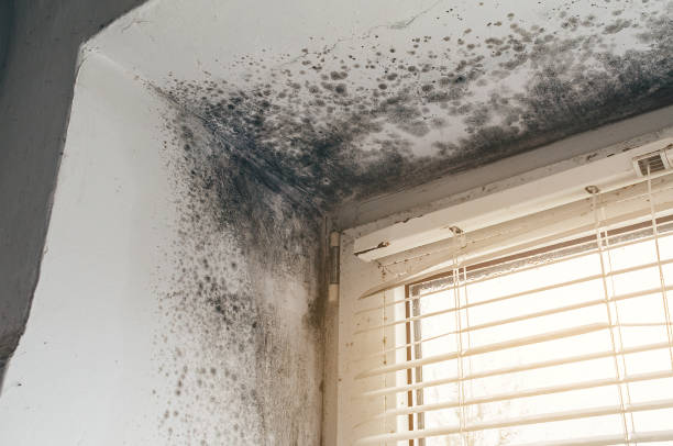 Affordable Basement Mold Remediation solutions in Seminole, TX